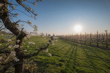 Bloesem fruitboom en molen 04