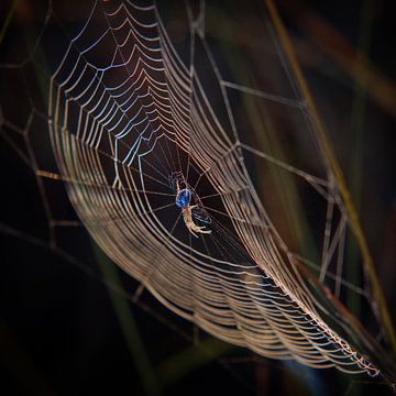 Kleurrijk spinnenweb van Ruud Peters