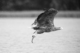 Mit Beute von Frederic Bauer