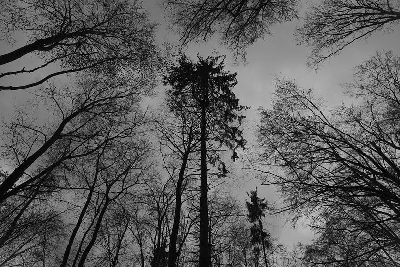Monochromer Herbstwald by Thomas Wagner