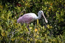 Pink spoonbill by Wouter Doornbos