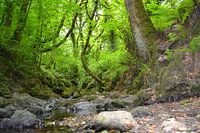 Stimmungsvolle Naturlandschaft mit Bach