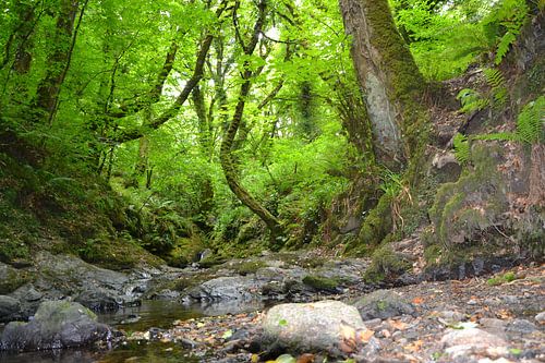 Atmospheric natural landscape with stream