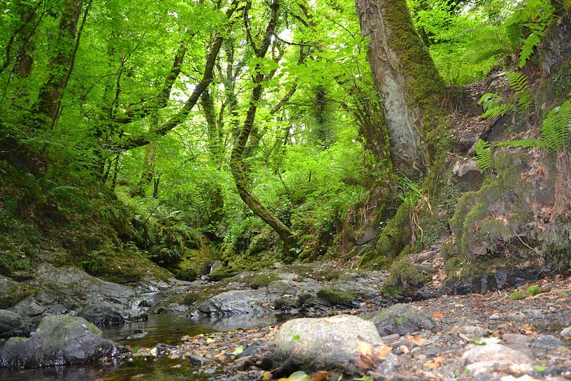 Sfeervol natuurlandschap met watertje van M. Wessels
