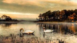 Two swans during an atmospheric sunset