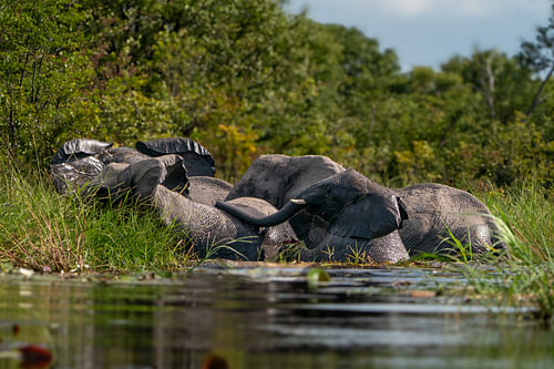 Herd of African Elephants with Calf Crossing a Deep River