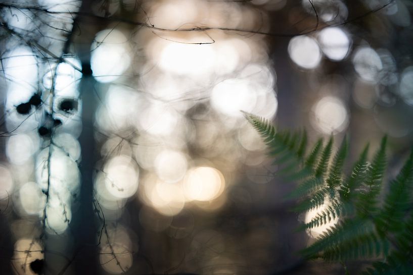 Into the woods 1 by Patricia van Kuik