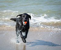 Apporterende hond op het strand