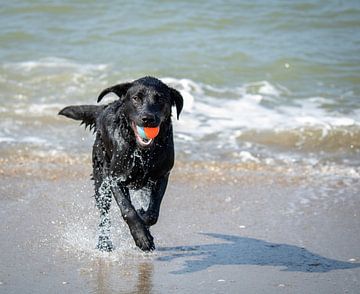 Apporterende hond op het strand van Martine Knoop