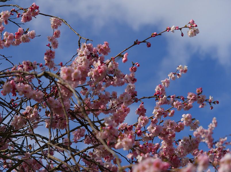 Blüte von Pictures by Van Haestregt