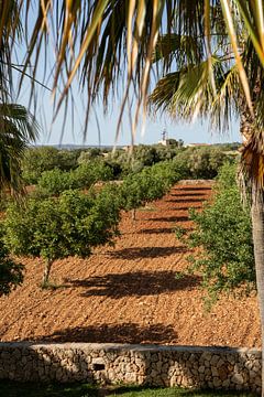 Fruitbomen in Mallorca van t.ART