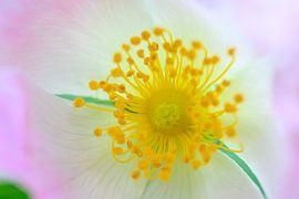 Rosa canina, the dog rose close up by Sjoerd van der Wal Photography