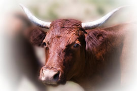Cow by Evert Jan Looise