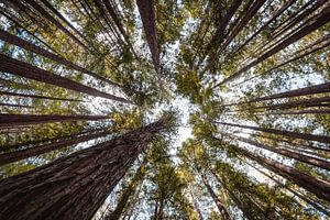 Red Woods Kalifornien
