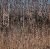 Reed