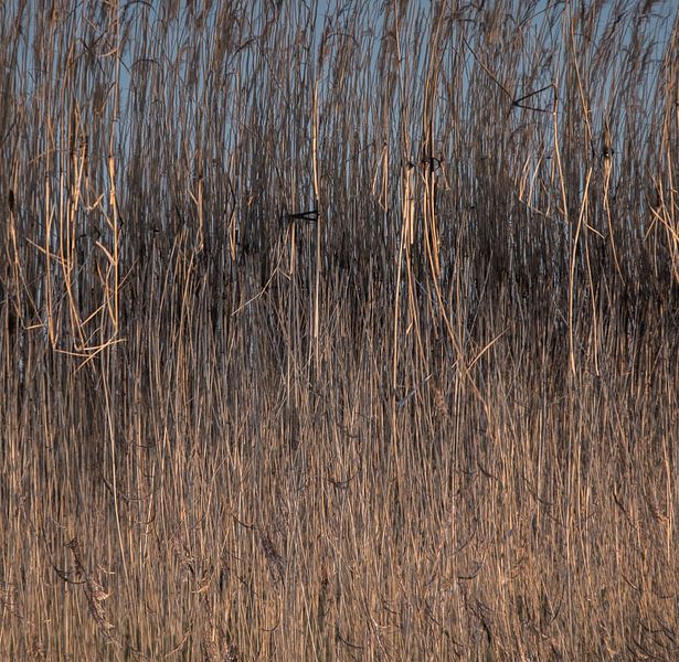 Riet von Wouter Bos