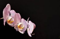 Orchidee mit schwarzem Hintergrund von Philipp Klassen Miniaturansicht
