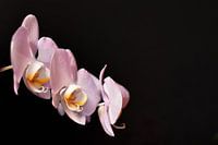 Orchidee mit schwarzem Hintergrund