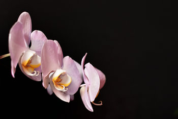 Orchid with black background