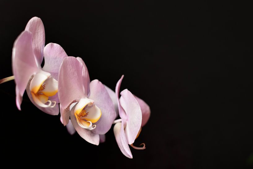 Orchidee mit schwarzem Hintergrund von Philipp Klassen