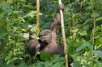 Gorilla-Mahlzeit