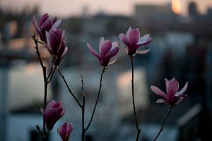 Le blues de la ville #1