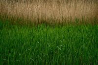 Gras (2016)
