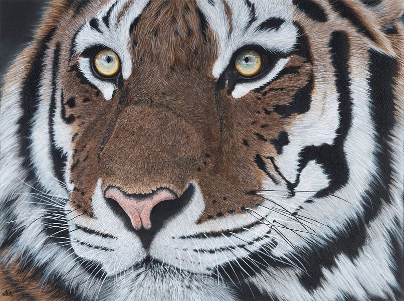 Tijger par Michelle Oude Avenhuis fine art