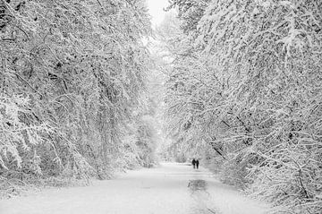 Hikers in a forest with snow