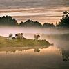 Koeien in de mist van Frans Lemmens