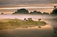 Netherlands, Tienhoven, Cows in morning fog in Molenpolder.