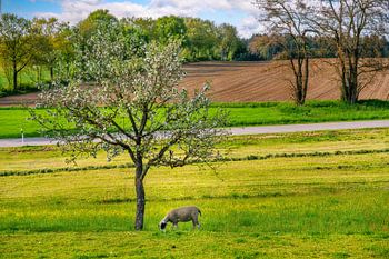 Sheep grazing under a flowering tree