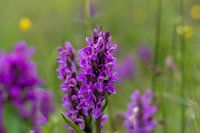 Rietorchis