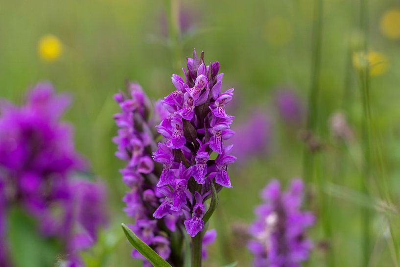 Rietorchis by Gert-Jan Kamans