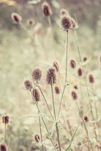 Uitgebloeide blauwe distels