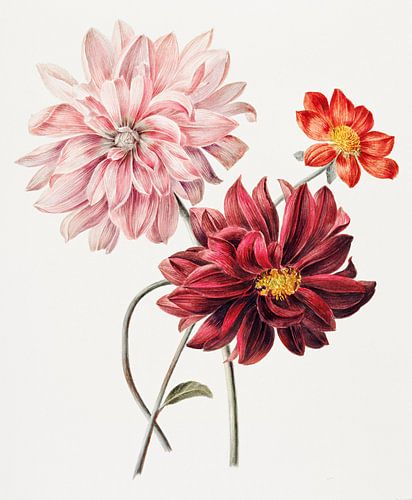 A Trio of Dahlias in Vibrant Bloom