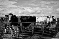 West Frisian cows