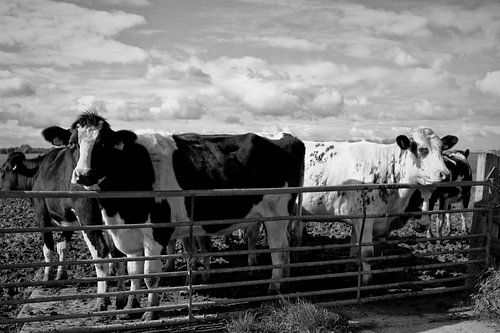 Westfriesische Kühe