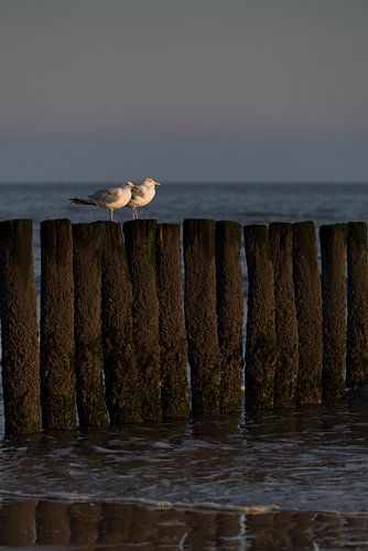 Twee meeuwen in het zonnetje op de golfbrekers