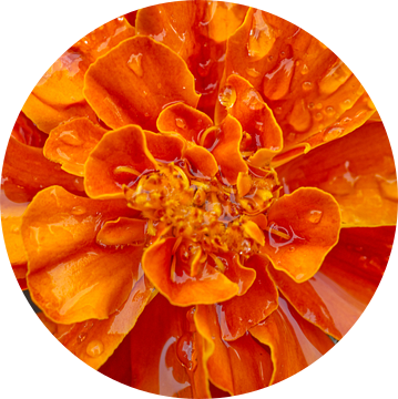 Oranje goudsbloem na een regenbui van Iris Holzer Richardson