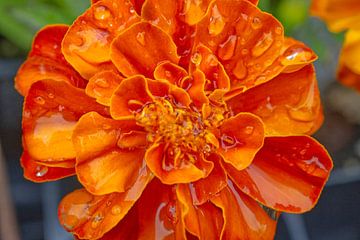 Orange Marigold After a Rain by Iris Holzer Richardson