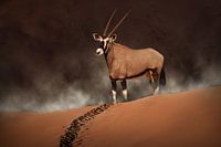 Oryx im Morgennebel