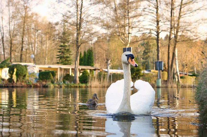 White swan, mute swan, on the water. by Martin Köbsch