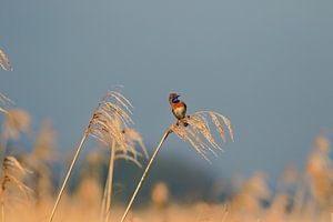 Blaukehlchen