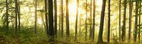 Waldpanorama - Leuchten im Laubwald von Tobias Luxberg Miniaturansicht