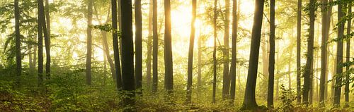 Lichten in het loofbos