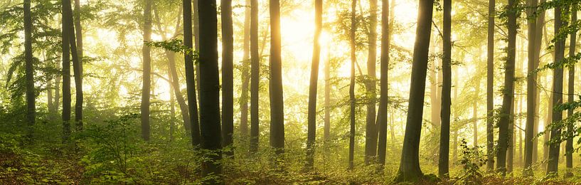 Waldpanorama - Leuchten im Laubwald von Tobias Luxberg