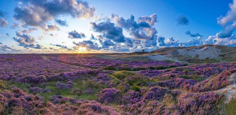 Blühende Heide auf Texel. von Justin Sinner Pictures ( Fotograaf op Texel)