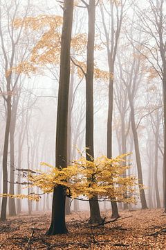 Mistig herfst bos van Peter Haastrecht, van