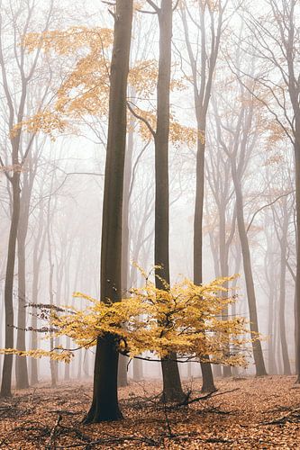 Mistig herfst bos